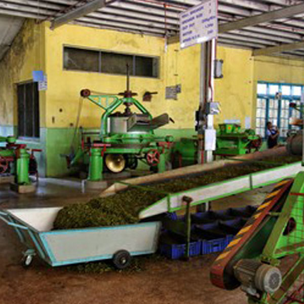 Tea Processing Plant